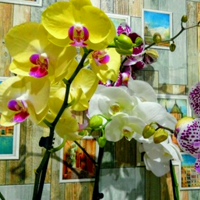 Орхидеи Марина, Россия, Северодонецк