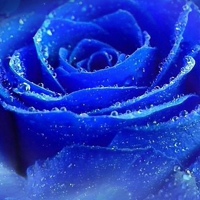 Blue Rosa, Украина, Киев
