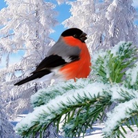 Красивые картинки | Открытки | Зима
