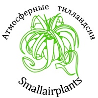 Smallairplants - Атмосферные Тилландсии