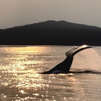 Whale Shantar, Комсомольск-на-Амуре