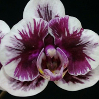 Орхидея Фаленопсис. Орхидеи из Азии. Опт.