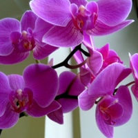 Orchid Flower, Украина, Киев