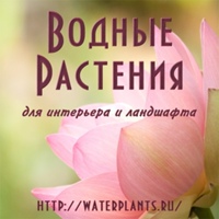 Водные растения в Казани
