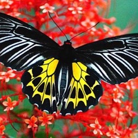 Бабочки Тропические, Россия, Челябинск
