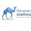 Полосатый Верблюд, Беларусь, Минск