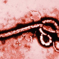 Эбола Лихорадка, Россия, Хабаровск