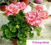 Pelargonium