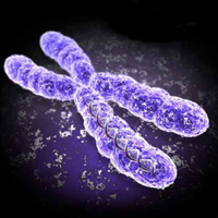 Хромосома Лишняя