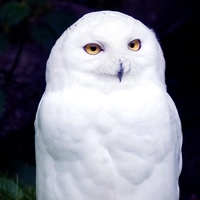 Owl Snowy, Россия, Владивосток