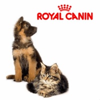 Canin Royal, Россия, Улан-Удэ