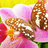 Орхидея Анна, Россия, Прокопьевск