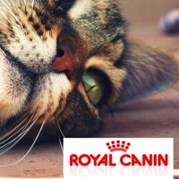 Canin Royal, Россия, Москва