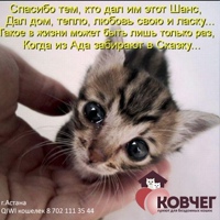 Ковчег-негосударственный приют для кошек Астана